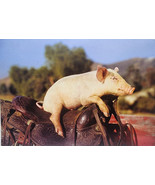 leanin tree greeting card Birthday Card Pig Sitting On Saddle  By Ron Ki... - €3,66 EUR