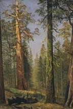 The Grizzly Giant Sequoia, Mariposa Grove, California by Albert Bierstadt - £31.17 GBP+