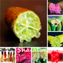 Novel Finger Limes Citrus Seed Pomegranate Plants Sweet Fruit Plant Color Mixed  - $10.67