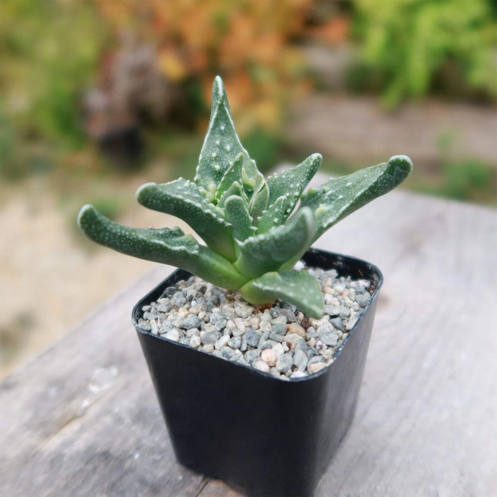 Faucaria tuberculosa soto cactus Cacti Succulent real live plant - $30.74
