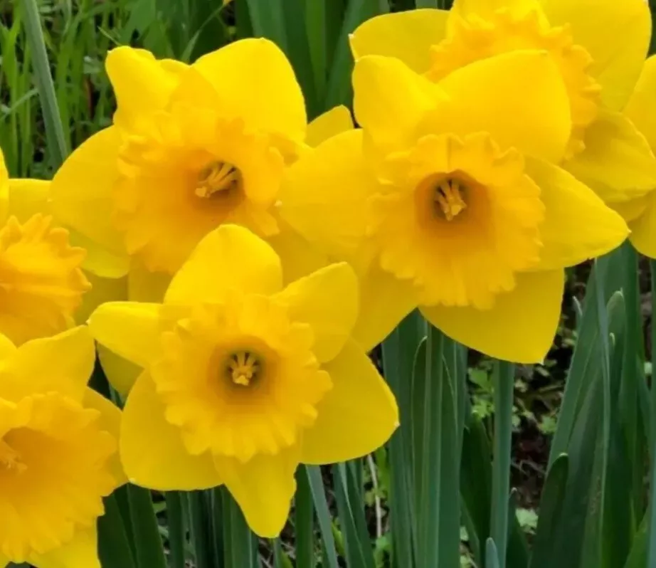 February Golden Sun Daffodil 25 bulbs Natural Hardy Zones 4-10 Gardening... - £21.78 GBP