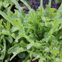 Green Royal Oakleaf Lettuce 500 seeds - £6.41 GBP