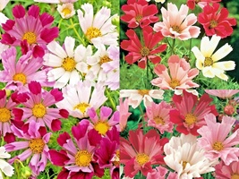 300+ Seeds COSMOS SEASHELLS Mix Wildflower Heat Drought Poor Soils Polli... - £13.12 GBP