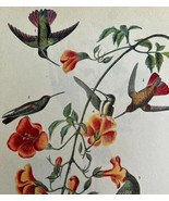 Black Mango Hummingbird Bird 1946 Color Art Print John James Audubon DWV2G - $740.19 MXN