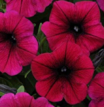 25 Pc Seeds Shock Wave Deep Purple Trailing Pelleted Petunia Flower | RK - £23.12 GBP