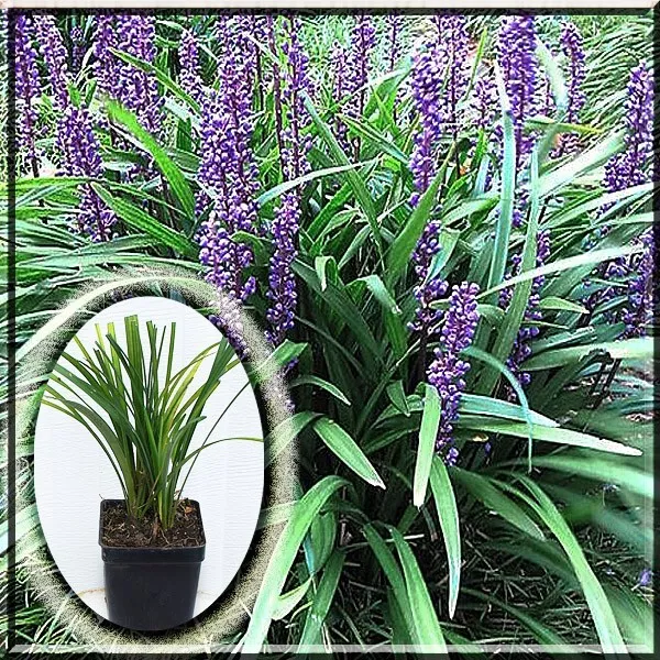 Liriope Muscari Majestic Lilyturf Border Monkey Grass 2.5&quot; Pot Live Plant - $17.10