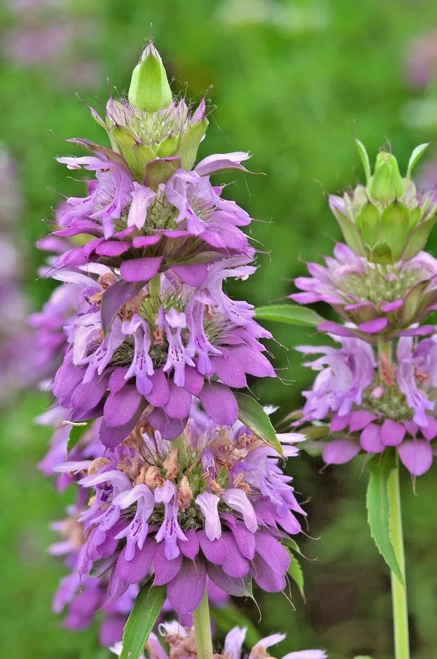 300 LEMON MINT Flower Seeds Perennial Native Wildflower - $115.78 MXN