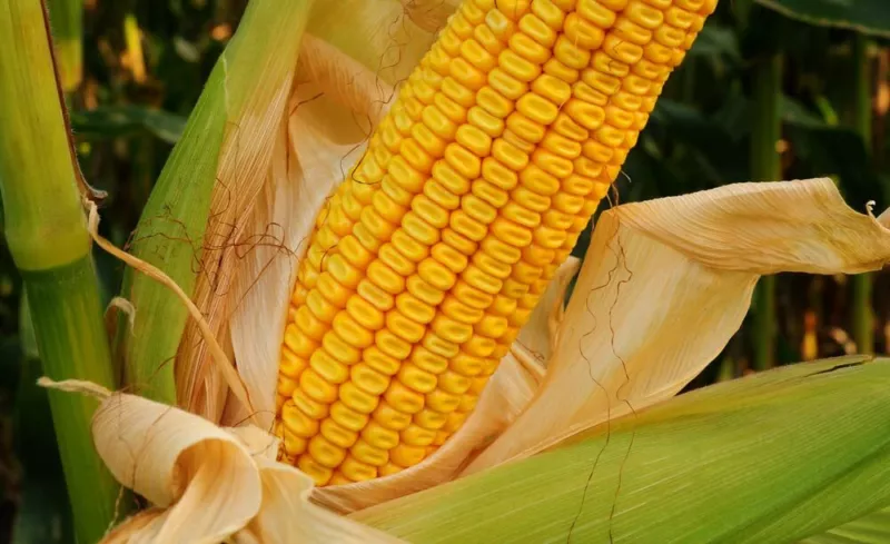 Yellow Dent Corn Seeds 100 Seeds to Grow Made in USA - $13.55