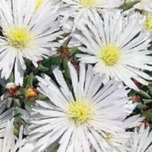 50 Delosperma White Ice Plant Flower Seeds Garden Fresh USA Shipping - £12.96 GBP