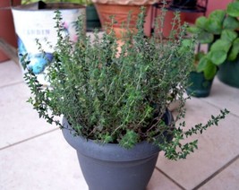 Common Thyme Herb {Thymus Vulgaris} Fragrant 300+ seeds  - $8.32