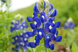 150 Texas Bluebonnet Lupine Lupinus Texensis Flower Seeds   - £13.58 GBP