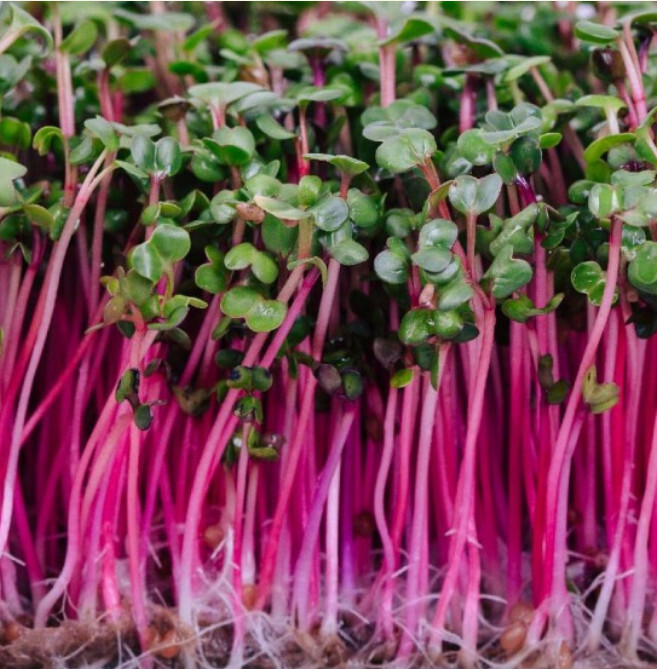 Sprouting Triton Purple Radish Heirloom Cool Season Non-Gmo 250 Seeds - $7.96
