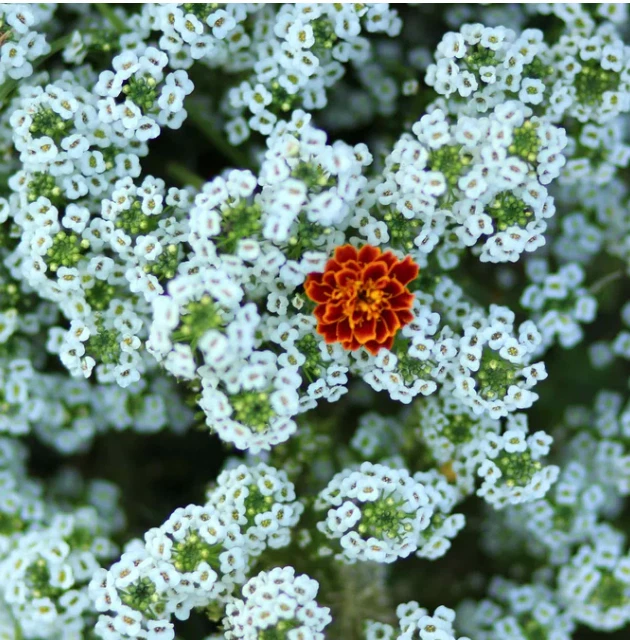 1000 Seeds Alyssum, Sweet Tall White Tender Heirloom Flowers Seeds Non-GMO - $5.99