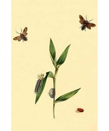 Surinam Butterflies, Moths &amp; Caterpillars  (Plate 85) 20 x 30 Poster - $25.98