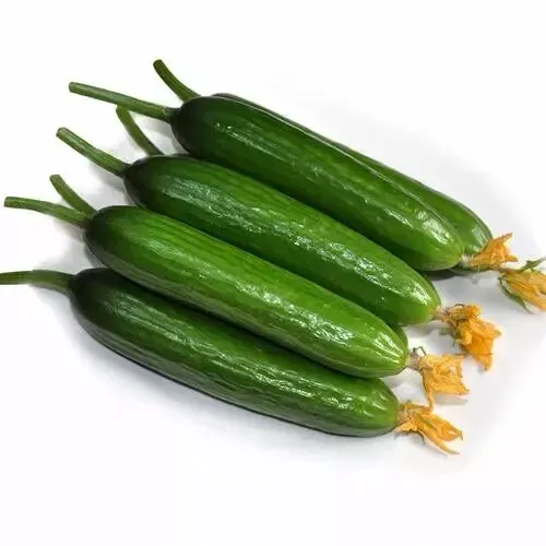 SYST Seeds Fruit Cucumber Green Crisp F1 Hybrid Heirloom Catalog Home Ga... - $12.51 CAD