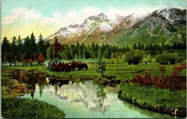 Vtg Postcard 1910s Tallac California CA Mount Tallac and Band of Horses Unused - £7.71 GBP