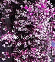 20Pcs Climbing Jasmine Flower Seeds Purple White Flowers Garden USA Seller - $20.00