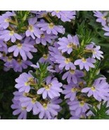 Scaevola Mix Flower, 20 Seeds D - $14.35
