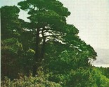 Point Reyes CA Ceanothus Bishop Pine Tomales Bay UNP Vtg Chrome Postcard - $2.92