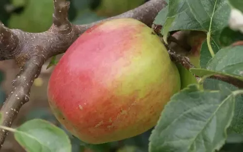 Fresh 25 American Mother Apple Seeds - £12.17 GBP