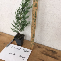 10 Leyland Cypress trees 2.5" inch pot image 2