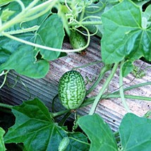 Cucamelon Mexican Sour Gherkin Mouse Melon Gardening Fresh USA SHIPPING - £9.93 GBP