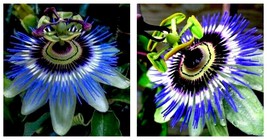Small Rooted Starter Plant Hardy Blue Crown Passiflora Caerulea Passion Flower - £32.25 GBP