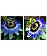 SMALL ROOTED STARTER PLANT HARDY BLUE CROWN Passiflora caerulea Passion Flower - $40.99