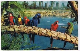 Florida Postcard Tampa Trained Parrots Busch Gardens - £1.63 GBP