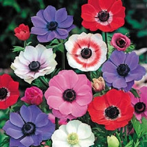 BEST 25 Seeds Easy To Grow Anemone Multifida Mix Flowers Beautiful Growing - $10.00