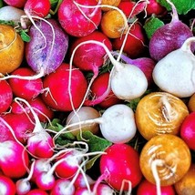 Rainbow Radish Mix Seeds US Fast Shipping - $2.19