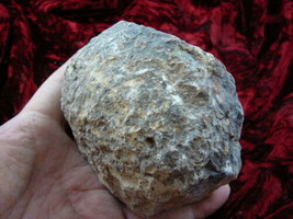 (DF843-109) Fossil Real Dinosaur Poop Coprolite Dino Dung Poo - £48.71 GBP