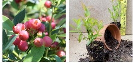 Starter Plant ( 4m ) ( 3 ) - Pink Lemonade Blueberry - ( 3 live plants ) - £56.47 GBP