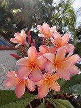 HS 5 Light Pink Orange Plumeria Seeds Plants Flower Flowers Seed 526 Us Seller - £4.47 GBP