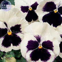 50 Pansy Swiss White Black Flowers Seeds Pack Viola Wittrockiana Winter Flower T - $11.95