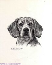 #333 BEAGLE portrait dog art print * Pen and ink drawing * Jan Jellins - $12.50
