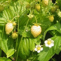 Wild Strawberry White Soul Seeds Fragaria Vesca 100 Seeds Fresh Seeds - $13.98