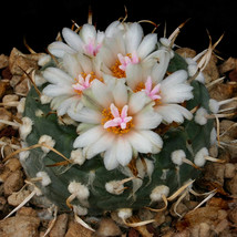 10 Turbinicarpus Polaskii Cactus Seeds for Garden - £15.41 GBP