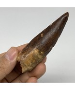 36g, 3.2&quot;X0.9&quot;x 0.8&quot;, Rare Natural Fossils Spinosaurus Tooth from Morocc... - £125.90 GBP
