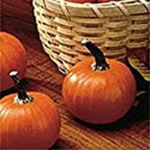 PM Wee Be Little Pumpkins Seeds (((25 Seed Packet))) (More Heirloom, Organic, No - £3.75 GBP