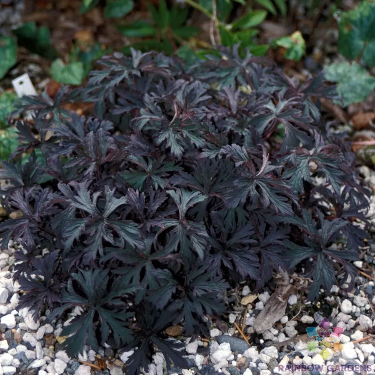 25+ Victor Reiter Junior Geranium Seeds for Garden - €3,39 EUR