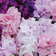 US Seller 50 DBL Pink Purple Petunia Seeds Hanging Baskets - £8.43 GBP