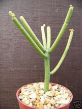 Euphorbia Tirucalli @ Pencil Cactus Plant Succulent 4&quot; - £10.35 GBP