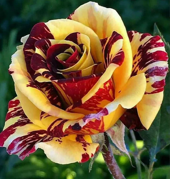 KKG 10 Yellow Red Rose Seeds Flower Bush Perennial Flower US Seller - $15.37