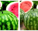 Watermelon Seeds - Mini - Cal Sweet Bush - 3 g packet - Approximately 35... - $24.93