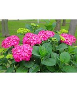 1 Glowing Embers Pink Hydrangea Starter Plant 7M 1 Live Plant Fresh Gard... - $665.01 MXN