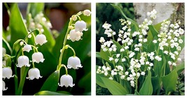Color Indoor Lily of The Valley Flowers Seeds Bell Orchid White Color 40... - £20.69 GBP
