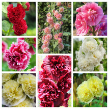 Summer Carnival Hollyhock Double Mixed Colors Alcea Rosea Flower 50 Seeds US Sel - £7.36 GBP