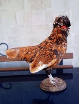 Padovana (Paduan) Chicken Rooster Hen Taxidermy Stand Mount With Paperwork! AAA+ - £285.28 GBP