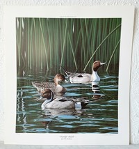 Neal Anderson Courtship-Pintails Duck Print 1997 Limited Edition Signed 901/1000 - £98.45 GBP